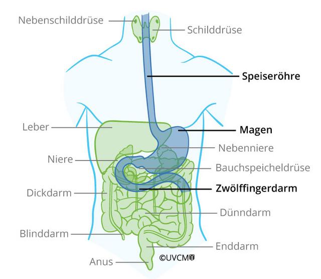 Speiseröhre | Speiseröhren & Magen Zentrum Bern